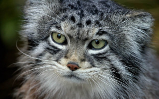 Angry cat portrait realistic eye - and a blurry background free wallpaper