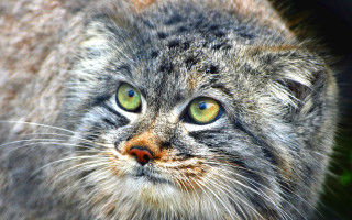 Cat green eyes closeup naturalism - a close up of a cat free wallpaper