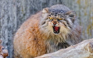 Angry cat open mouth yellow - a tree branch in the foreground free wallpaper