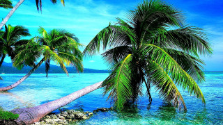 Palm tree leaning water beach - felipe seade free wallpaper