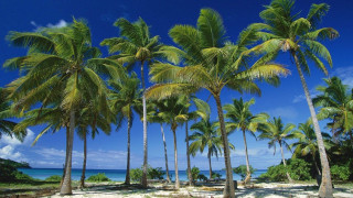 Beach palm trees boat sky 2 - palm tree free wallpaper