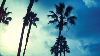 Palm trees sun clouds sky 2 - a group of palm trees free wallpaper