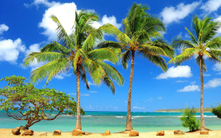 Beach palm trees blue sky 14 - a few rock free wallpaper for desktop