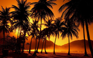 Sunset palm trees bench beach 2 - a sunset free wallpaper