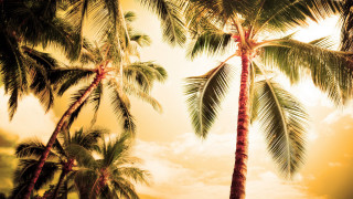 Palm trees dirt grass sky - a couple of palm trees free wallpaper