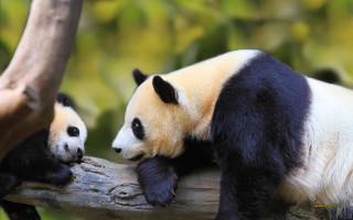 Panda bears sitting tree branch 3 - bian jingzhao free wallpaper