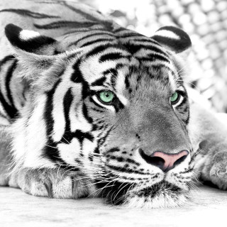 White tiger green eyes fence - animal photography free wallpaper