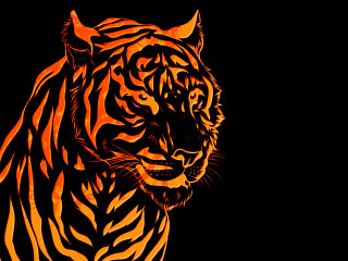 Tiger orange black background image - alison kinnaird free wallpaper