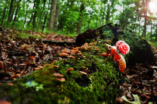 Mushroom mossy log woods sunlight - a mushroom free wallpaper