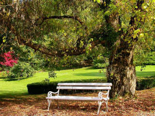 Bench tree park green lawn - de hirsh margule free wallpaper