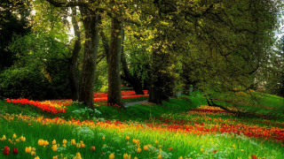 Field flowers trees forest path - a path free wallpaper