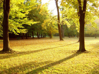 Autumn park trees leaves bench - tree and grass free wallpaper