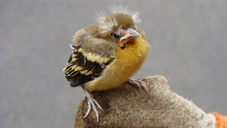 Small bird mohawk rock yellow - clovis trouille free wallpaper