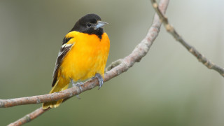 Small yellow bird perched tree - naturalism free wallpaper