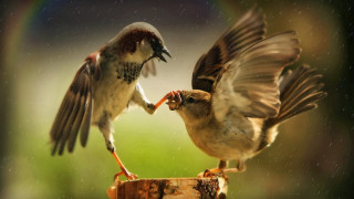 Two birds fighting food post - anton graff free wallpaper