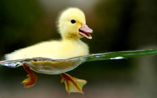 Duckling swimming pool water mouth 3 - a green leaf in the foreground free wallpaper