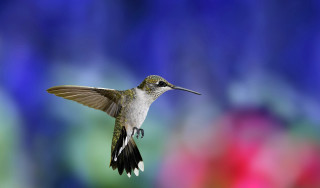 Hummingbird flying wings spread blurry - clara miller burd free wallpaper