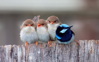 Three little birds wooden post - elizabeth durack free wallpaper