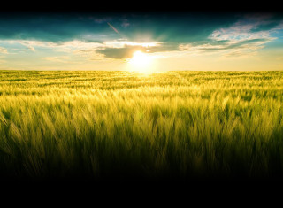 Green grass sunshine clouds blue - the cloud free wallpaper