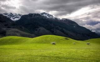 Sheep grazing lush green hillside - a lush green hillside free wallpaper