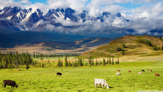 Cattle grazing mountains green field - lush free wallpaper