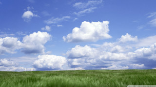 Green grass blue sky horse - sky free wallpaper