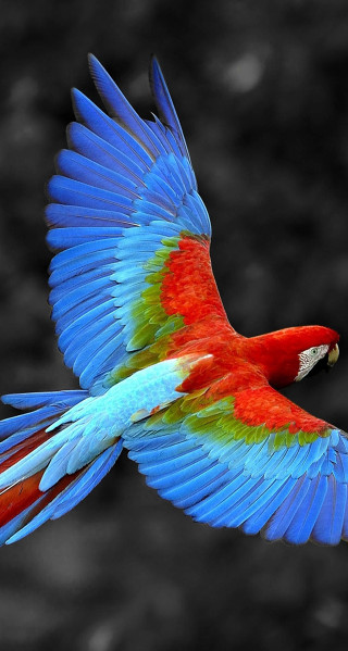 Colorful bird flying wings spread 9 - free bird wallpaper
