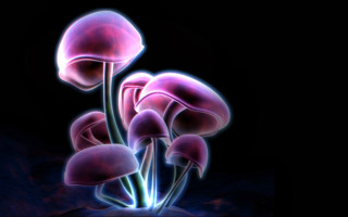 Pink flowers black background blue - alison kinnaird free wallpaper