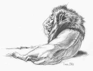 Lion sitting side eye closed - david palumbo free wallpaper