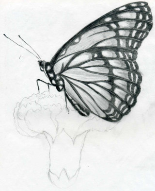 Butterfly flower stem drawing wings - simple free wallpaper