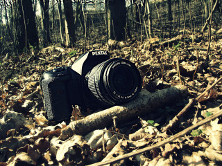 Camera woods leaves log ground - bettina heinenayech free wallpaper