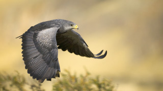 Bird flying air wings spread 13 - a yellow beak free wallpaper