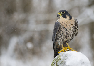 Eagle snowy rock blurry background - a rock in the snow free wallpaper