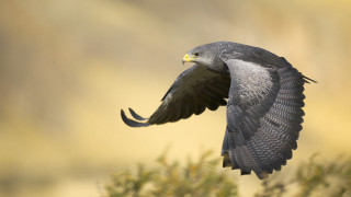 Bird flying air wings spread 8 - animal photography free wallpaper