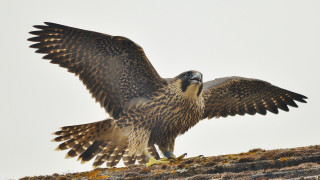 Large bird prey wings hill - a hill side free wallpaper