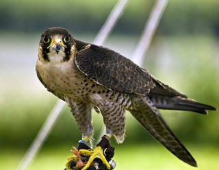 Bird prey perched branch blurry - dom qwek free wallpaper