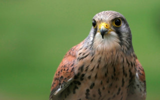 Owl bird prey green gradient - prey free wallpaper