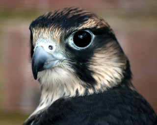 Bird closeup blurry background brick - altichiero free wallpaper