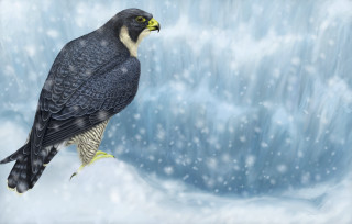 Bird perched branch waterfall snow - a branch in front free wallpaper