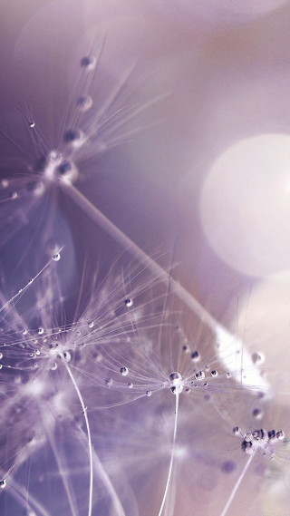 Dandelion water droplets purple background 4 - a white circle free wallpaper