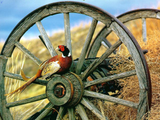 Bird wheel field straw sky - dry free wallpaper