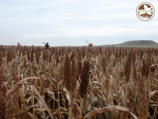 Two people field tall grass - heavy free wallpaper