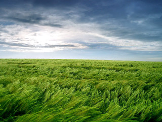 Field green grass cloudy sky - grass free wallpaper