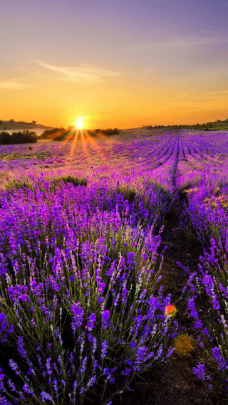 Lavender field sunset path leading - the sun free wallpaper