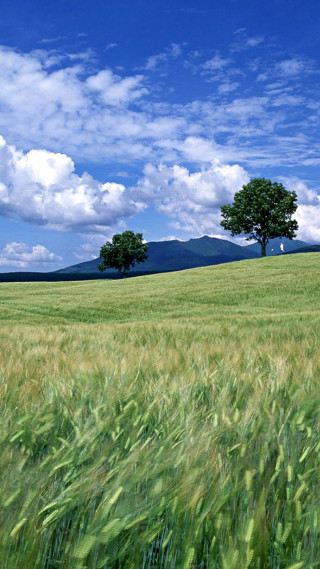 Field grass lone tree blue - beautiful landscape free wallpaper