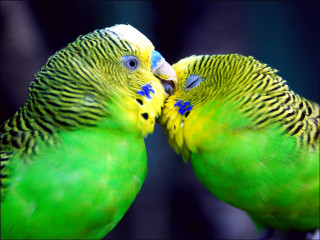 Two green birds kissing branch - a branch of a tree free wallpaper