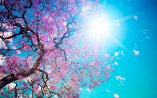 Purple flower tree sun blue 4 - sunlight free wallpaper