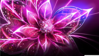Purple flower glowing pink petals - a purple flower free wallpaper