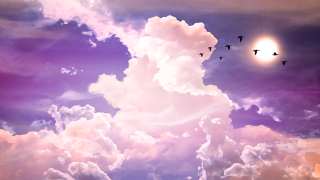 Flock birds flying cloudy sky 9 - a flock of birds free wallpaper