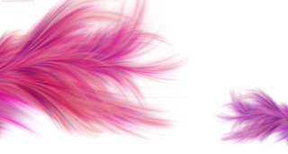 Pink purple feather white background - flowing hair free wallpaper